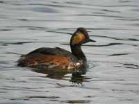 Grèbe à cou noir Podiceps nigricollis