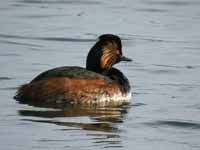 Grèbe à cou noir Podiceps nigricollis