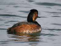 Grèbe à cou noir Podiceps nigricollis