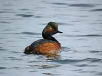 Grèbe à cou noir Podiceps nigricollis