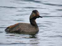 Grèbe à cou noir Podiceps nigricollis