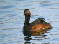 Grèbe à cou noir Podiceps nigricollis