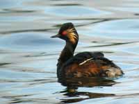 Grèbe à cou noir Podiceps nigricollis