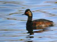 Grèbe à cou noir Podiceps nigricollis