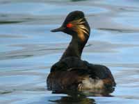 Grèbe à cou noir Podiceps nigricollis