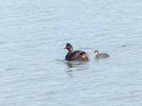 Grèbe à cou noir Podiceps nigricollis