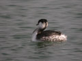 Grèbe esclavon Podiceps auritus