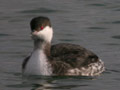 Grèbe esclavon Podiceps auritus