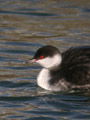 Grèbe esclavon Podiceps auritus