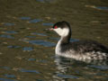 Grèbe esclavon Podiceps auritus