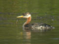 Grèbe jougris Podiceps grisegena