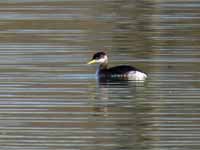 Grèbe jougris Podiceps grisegena