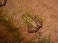 Grenouille verte d'Afrique du Nord