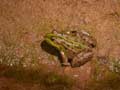 Grenouille verte d'Afrique du Nord
