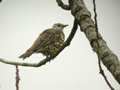 Grive draine Turdus viscivorus