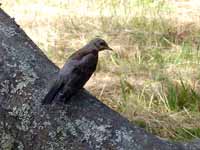 Grive litorne Turdus pilaris