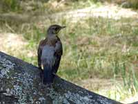 Grive litorne Turdus pilaris