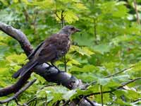 Grive litorne Turdus pilaris