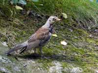 Grive litorne Turdus pilaris