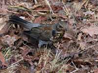 Grive litorne Turdus pilaris