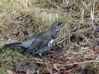 Grive litorne Turdus pilaris