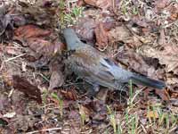 Grive litorne Turdus pilaris