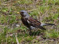 Grive litorne Turdus pilaris