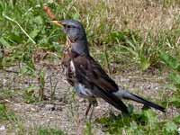 Grive litorne Turdus pilaris