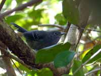 Grisin du Mato grosso Cercomacra melanaria