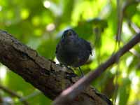 Grisin du Mato grosso Cercomacra melanaria