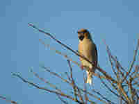 Grosbec casse-noyaux Coccothraustes coccothraustes