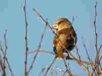 Grosbec casse-noyaux Coccothraustes coccothraustes