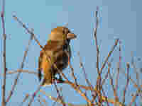 Grosbec casse-noyaux Coccothraustes coccothraustes