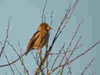 Grosbec casse-noyaux Coccothraustes coccothraustes