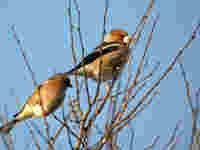 Grosbec casse-noyaux Coccothraustes coccothraustes