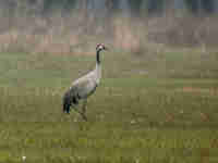 Grue cendrée Grus grus