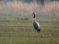 Grue cendrée Grus grus