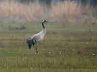 Grue cendrée Grus grus