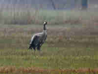 Grue cendrée Grus grus