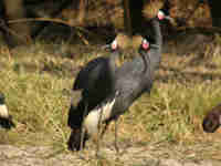 Grue couronnée Balearica pavonina