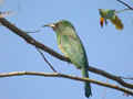 Guêpier à barble bleue Nyctyornis athertoni