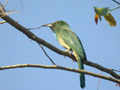 Guêpier à barble bleue Nyctyornis athertoni