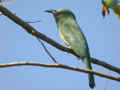 Guêpier à barble bleue Nyctyornis athertoni