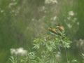 Guêpier d’Europe Merops apiaster