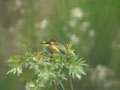 Guêpier d’Europe Merops apiaster