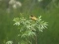 Guêpier d’Europe Merops apiaster