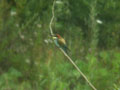 Guêpier d’Europe Merops apiaster