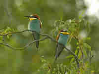 Guêpier d’Europe Merops apiaster