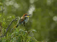 Guêpier d’Europe Merops apiaster