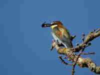 Guêpier d’Europe Merops apiaster